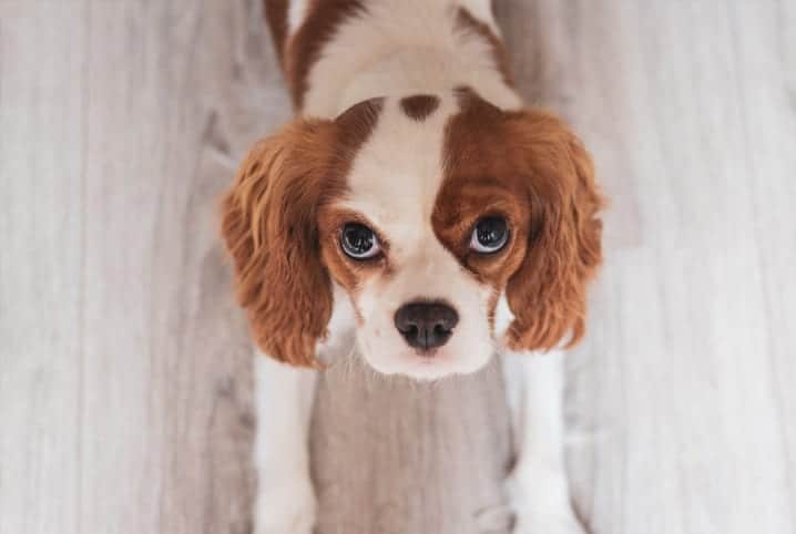 cachorro olhando para cima.