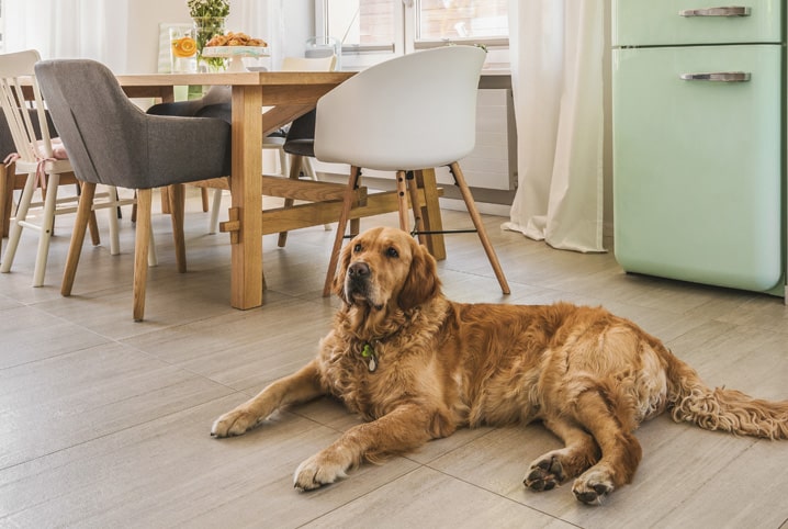 o que passar no chao para o cachorro nao urinar interna2