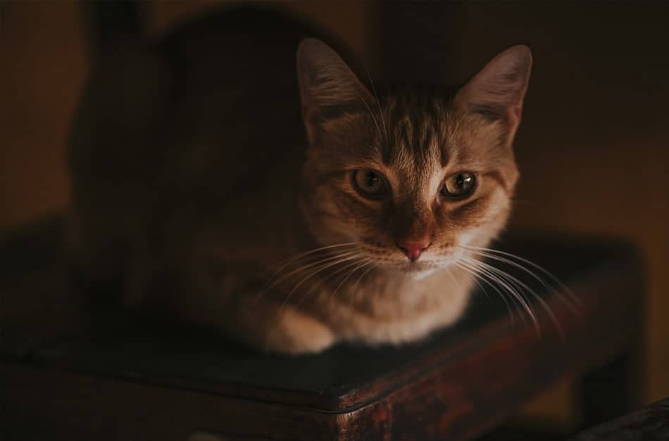 Gato em cima de uma mesa de madeira.