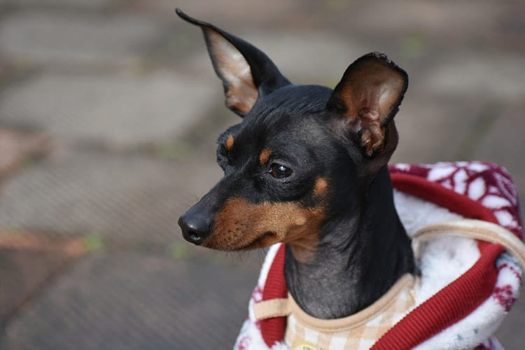 tipos de pinscher1