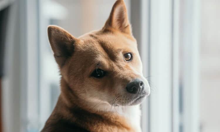 Cachorro olhando para trás enquanto está perto da janela.