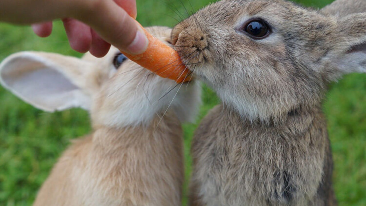 Com quantos dias os filhotes de coelhos começam a comer? | Petz