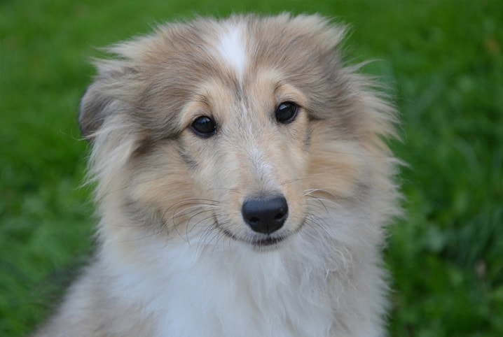 como tirar nó de pelo de cachorro