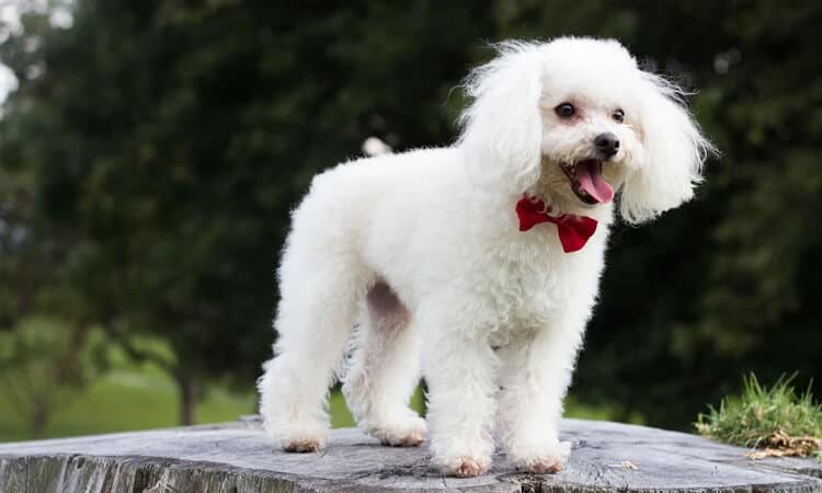 poodle branco com gravata vermelha