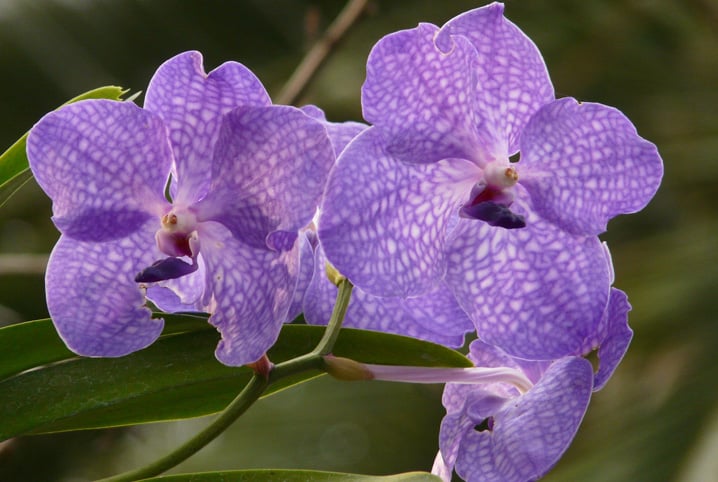 como cuidar de orquideas meio