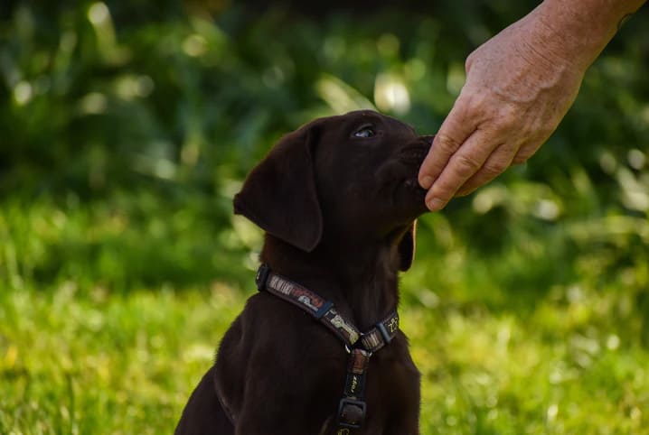 Cachorro filhote comendo na mão do tutor.