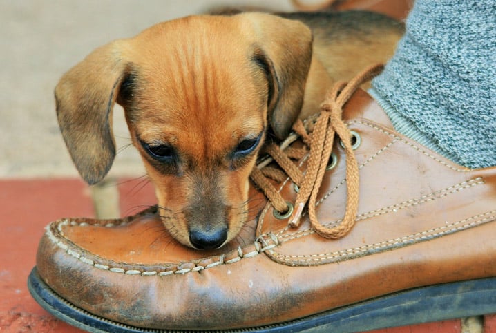 como fazer o cachorro parar de morder