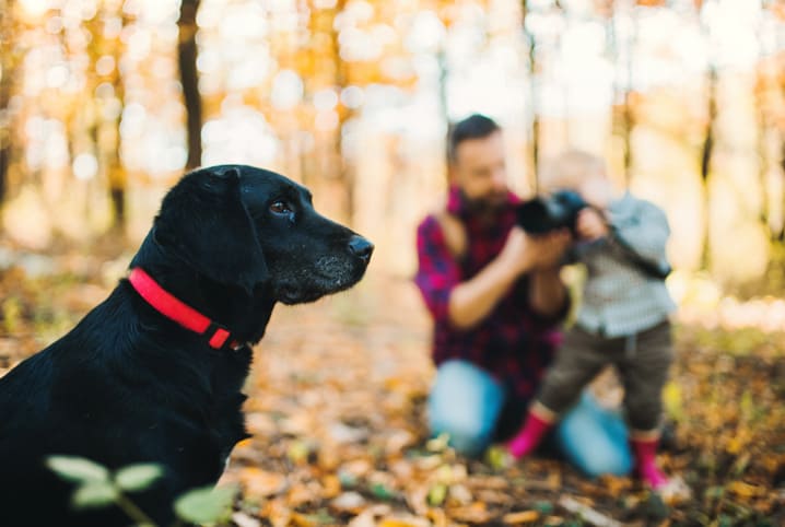 tutores tirando foto de um cão preto em uma área com árvores secas