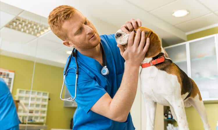 Veterinário examinando o olho do cachorro.