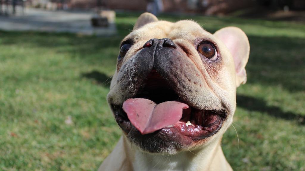 Bulldog francês risonho no jardim.