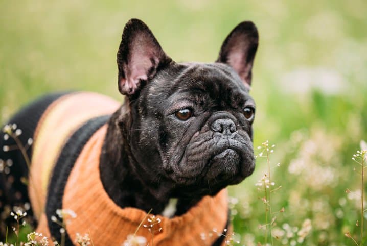 Bulldog francês com pelos pretos no jardim.