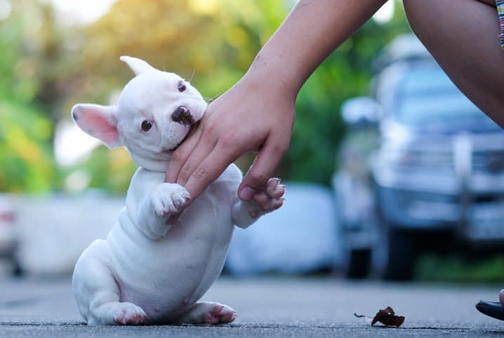 nomes para bulldog frances