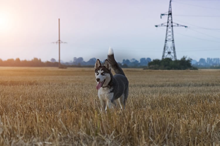 o que husky siberiano pode comer