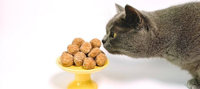 Gato cinza escuro cheirando um prato com bolinho de chuva.