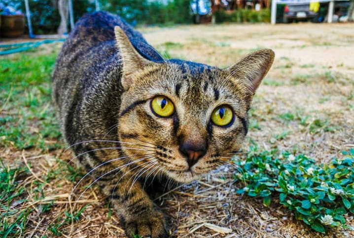 Gato mesclado em cinza abaixado no chão.