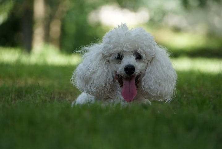 raça de cachorro peludo