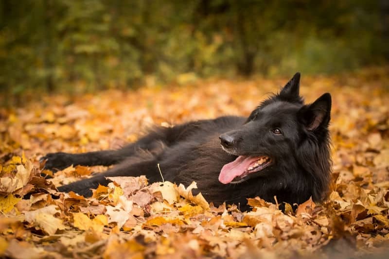 raca de cachorro preto2