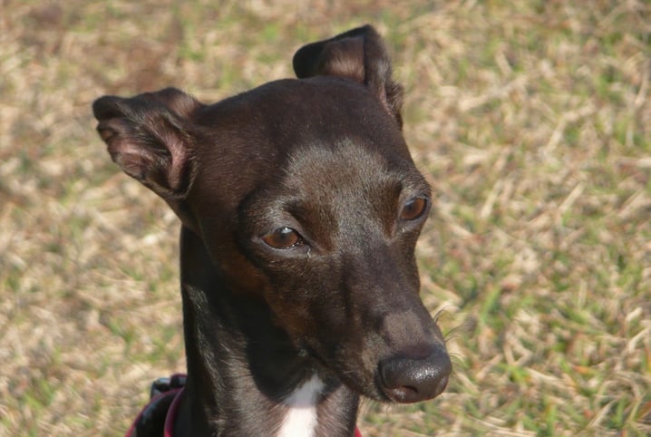 raca de cachorro sem pelo 1