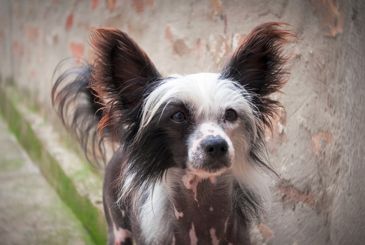 raca de cachorro sem pelo 2