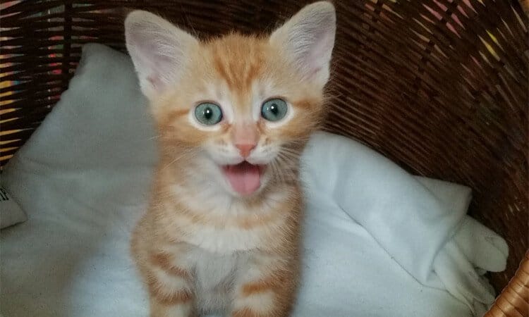 filhote de gato bege e branco abrindo a boca.