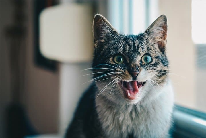 gato parado ao lado da janela e abrindo a boca.