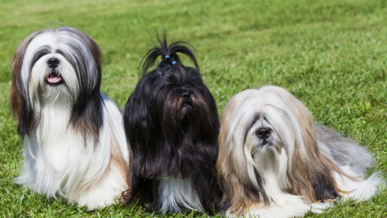 Como fazer a tosa de Lhasa Apso? Confira dicas! | Petz