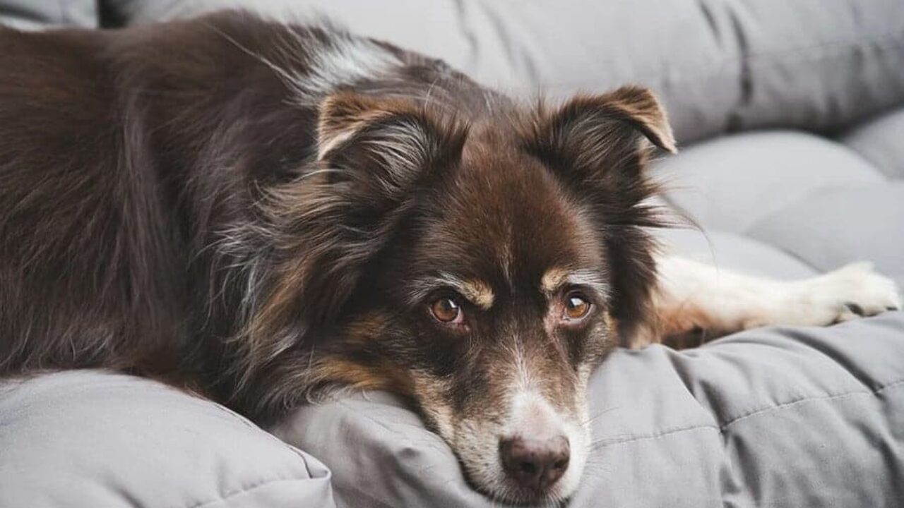 Cachorro com ânsia de vômito, mas não vomita: o que fazer? I Petz