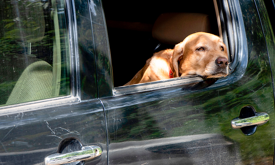 Cachorro encostado na janela do carro.