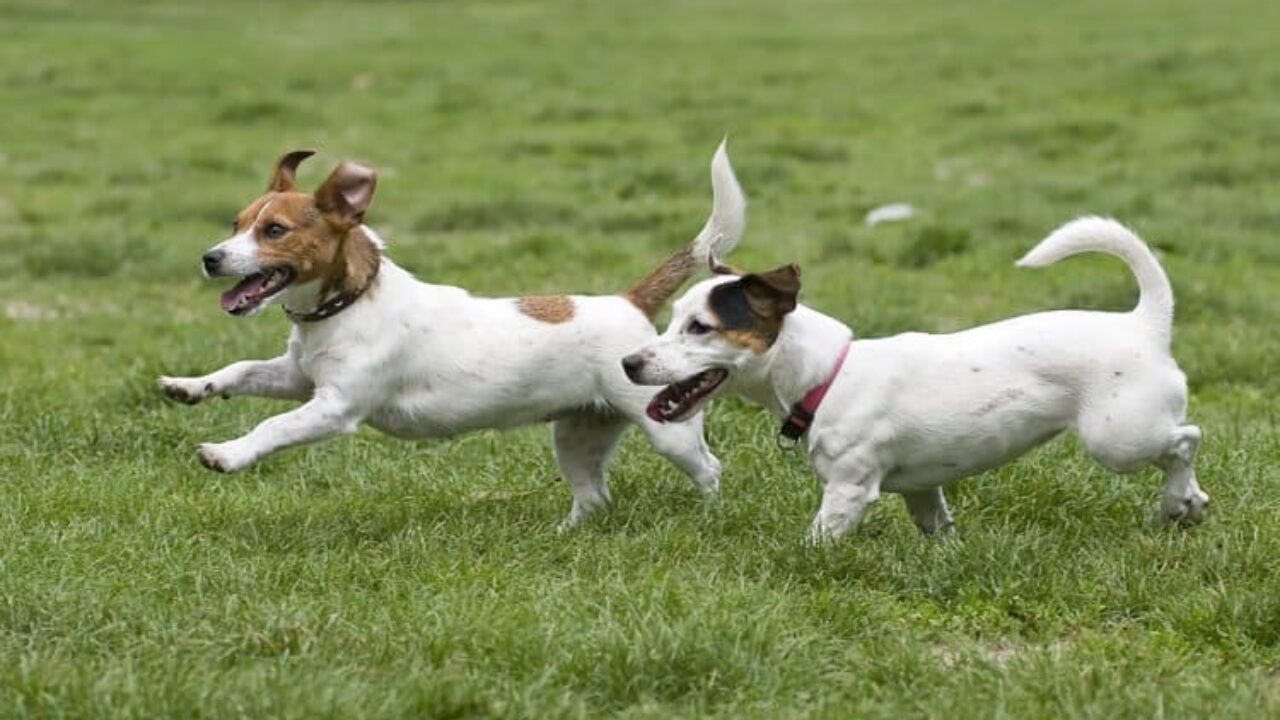 Galgo inglês  Conheça as características da raça e cuidados