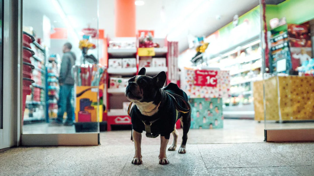 Cachorro no shopping: dicas para o passeio | Petz