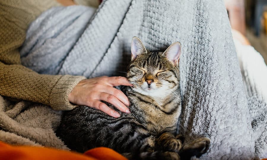 gato dormindo no colo de tutor.