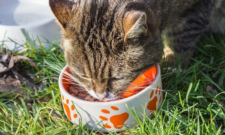 gato pode comer frango felino