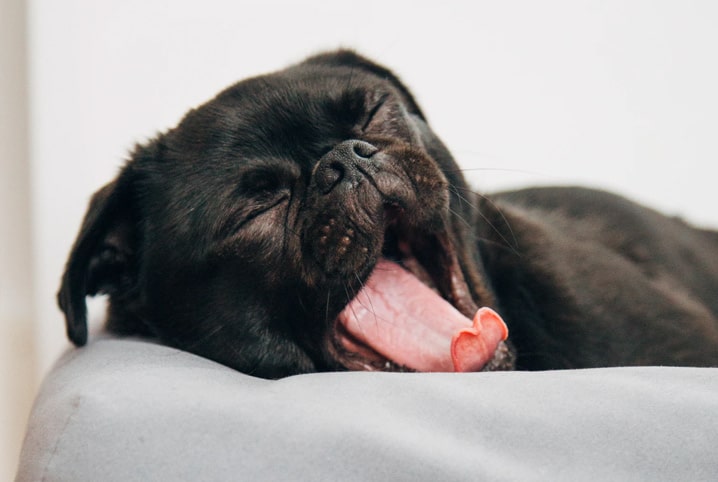 Como fazer com animal que pula do nada 