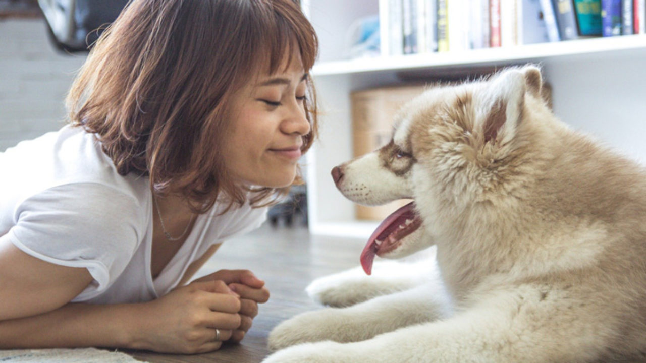 Adoção: você está preparado para cuidar de cachorro ou gato?