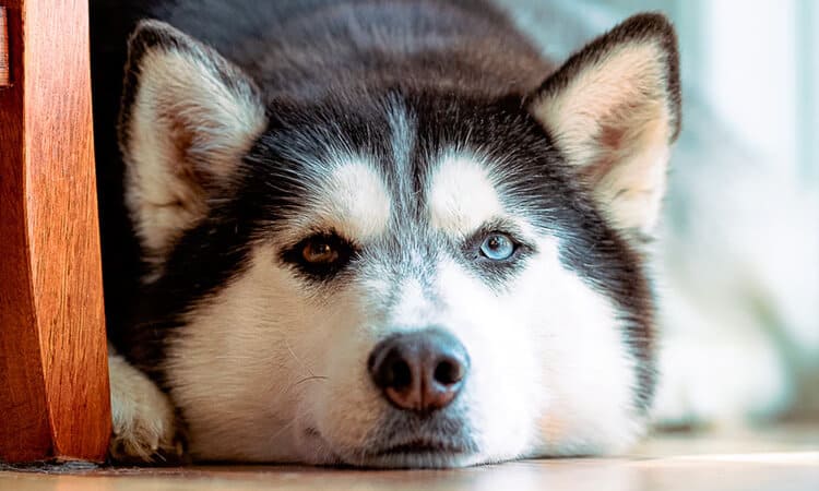 cachorro vomitando apos castracao2