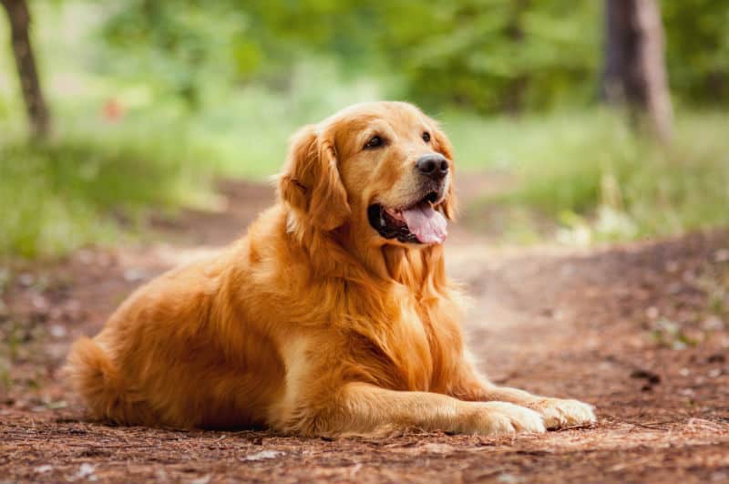 golden bege deitado na terra.