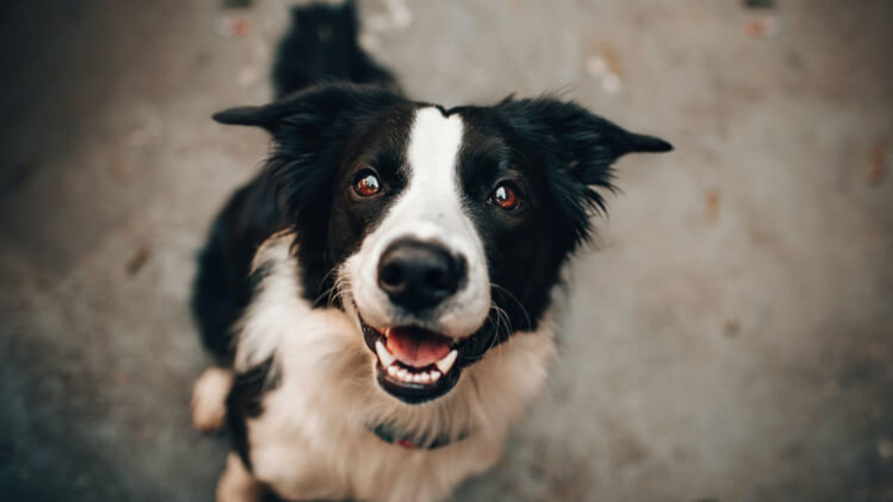 Nomes diferentões pra usar nem que seja no seu Pet