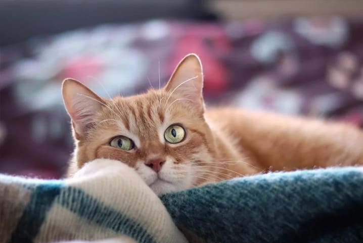 Vídeo para Gatos Assistir Passarinhos e Esquilos. Video para Distrair Gato.  Cat TV 