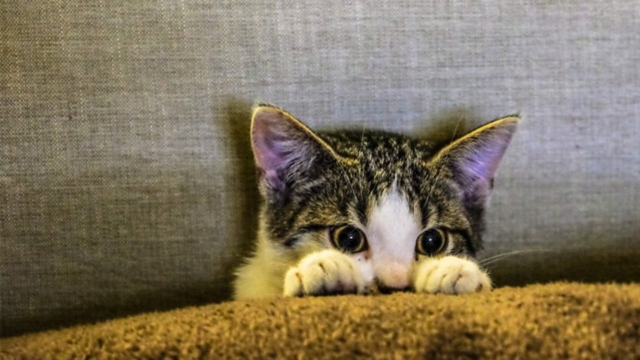 10 melhores vídeos de gatos do