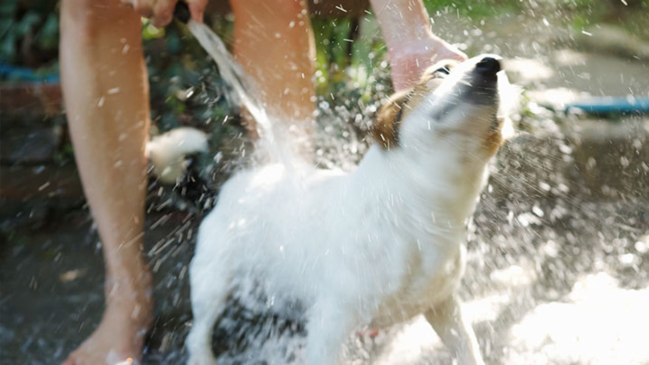 Banho em cachorro idoso: veja seis dicas para não errar | Petz