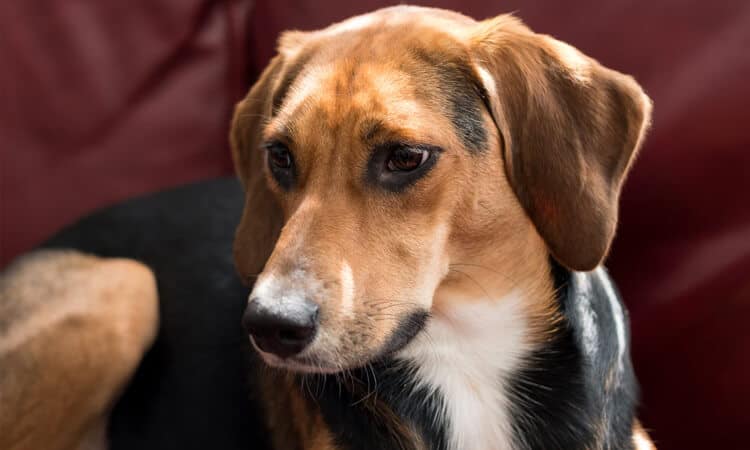 Cachorro vira-lata com pelo marrom, preto e branco.