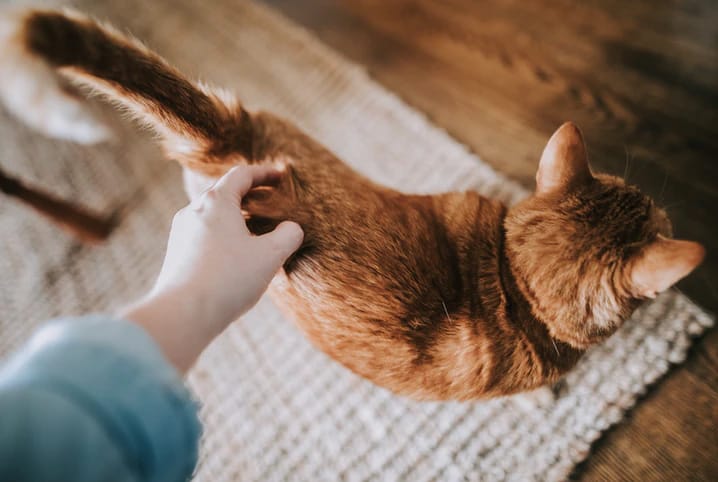 Gato alaranjado recebendo carinho nas costas.