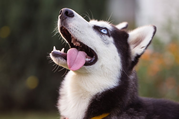 como cuidar do pelo do husky siberiano