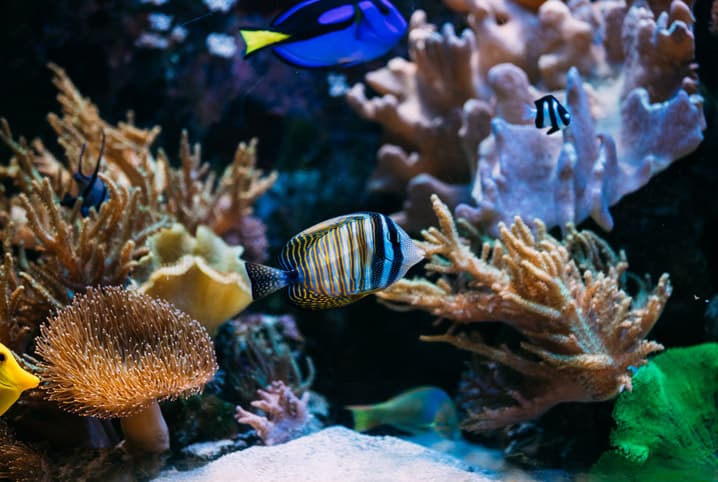 peixes nadando próximo aos corais.