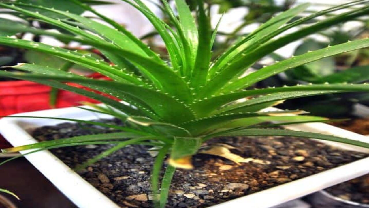 Muda de Babosa/ Aloe vera – Grupo Araçá de Consumo Responsável