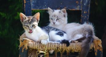 Como RELAXAR um GATO ESTRESSADO 🐱 Reduza o Estresse em Gatos! 