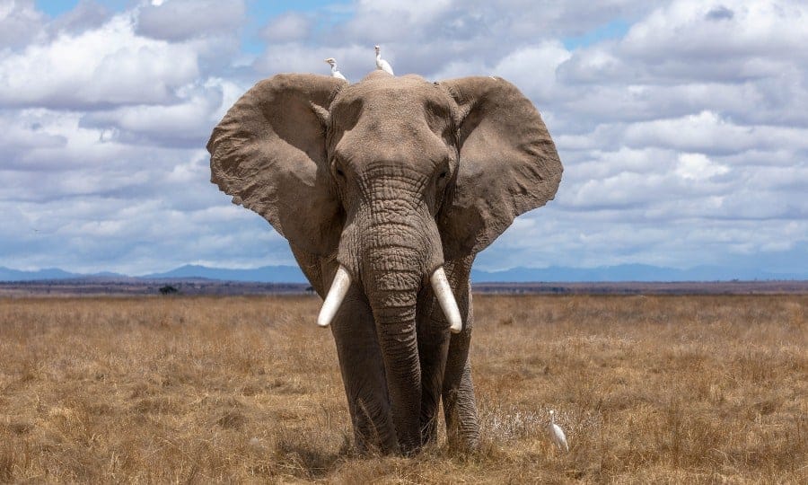 elefante com pássaros na cabeça.