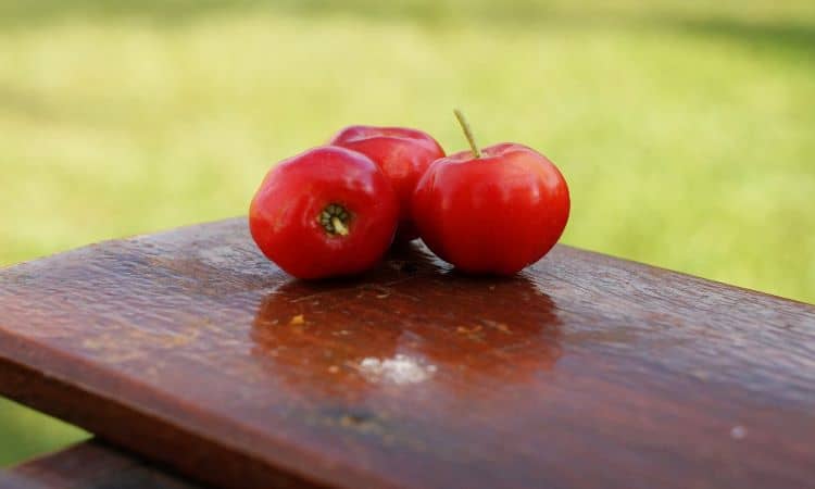 cachorro pode comer acerola 1