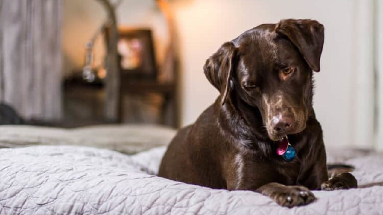 Saiba Como Decorar Casinha de Cachorro