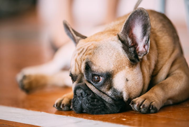 Cachorro deitado no chão de madeira.